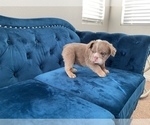 Small Photo #20 English Bulldog Puppy For Sale in PORTLAND, OR, USA