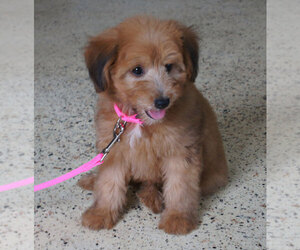 Sheltidoodle Puppy for sale in PENNS CREEK, PA, USA