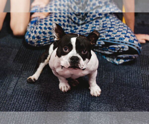 Medium Photo #3 Bulldog-Unknown Mix Puppy For Sale in Shermans Dale, PA, USA