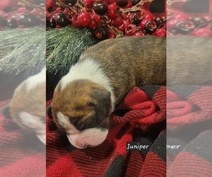 Boxer Puppy for Sale in MONTROSE, Colorado USA