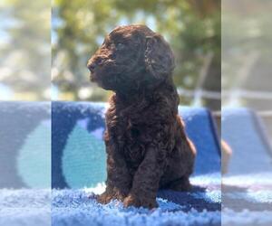 Poodle (Standard) Puppy for sale in ADAMSVILLE, TN, USA