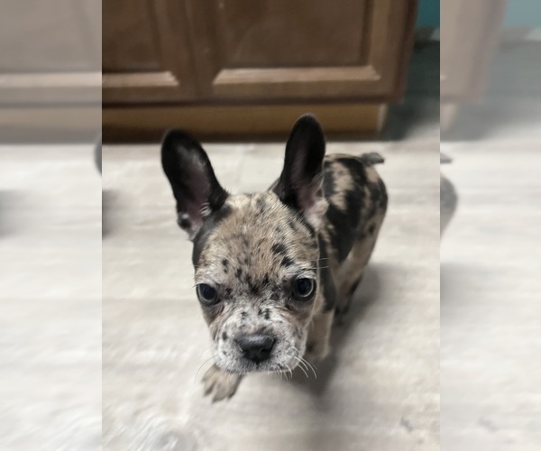 Medium Photo #16 Boston Terrier-Faux Frenchbo Bulldog Mix Puppy For Sale in ROUND LAKE, IL, USA