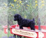 Small Photo #15 Poodle (Standard) Puppy For Sale in LAKE CITY, FL, USA
