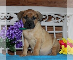 Medium Boerboel