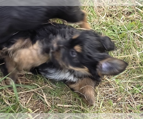 Medium Photo #5 Yorkshire Terrier Puppy For Sale in HUDDLESTON, VA, USA