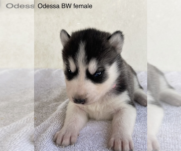 Medium Photo #2 Siberian Husky Puppy For Sale in FRESNO, CA, USA