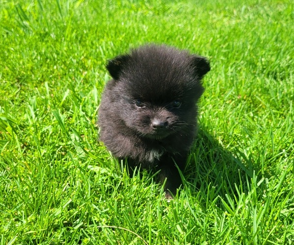 Medium Photo #1 Pomeranian Puppy For Sale in ORRVILLE, OH, USA