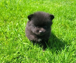 Pomeranian Puppy for sale in ORRVILLE, OH, USA