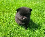 Image preview for Ad Listing. Nickname: Rex