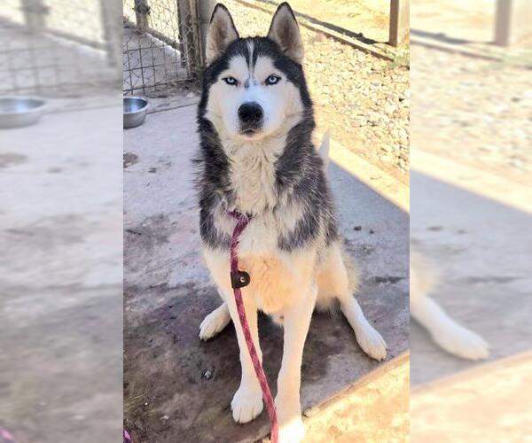 Medium Photo #2 Siberian Husky Puppy For Sale in Sacramento, CA, USA
