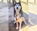 Small #1 Siberian Husky