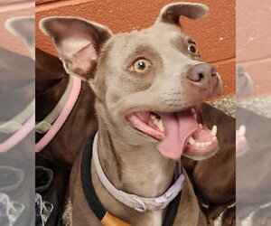 Chihuahua-Unknown Mix Dogs for adoption in Pueblo, CO, USA