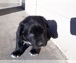 Small Photo #1 Labrador Retriever-Newfoundland Mix Puppy For Sale in CO SPGS, CO, USA