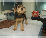 Small #4 Airedale Terrier