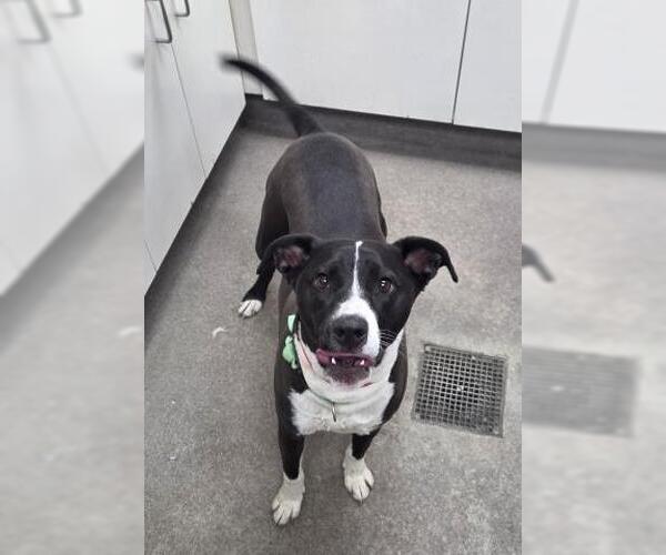 Medium Photo #1 Labrador Retriever-Unknown Mix Puppy For Sale in HESPERIA, CA, USA