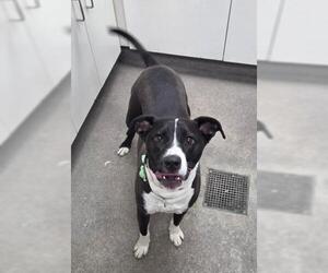 Labrador Retriever-Unknown Mix Dogs for adoption in HESPERIA, CA, USA