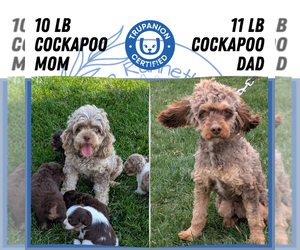 Father of the Cock-A-Poo puppies born on 06/02/2025