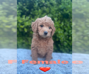 Goldendoodle (Miniature) Puppy for Sale in BAKERSFIELD, California USA