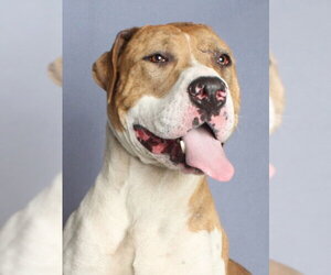Catahoula Leopard Dog-Unknown Mix Dogs for adoption in Burbank, CA, USA