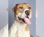 Small Catahoula Leopard Dog Mix