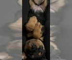 Small #6 Rottweiler