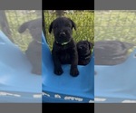 Small #1 Schnauzer (Giant)