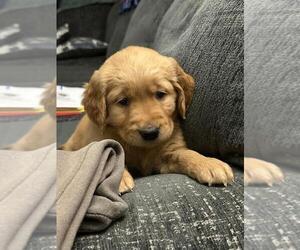 Golden Retriever Puppy for Sale in KENNEWICK, Washington USA