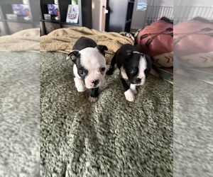 Boston Terrier Puppy for sale in BUCKEYE, AZ, USA