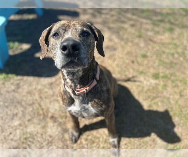 Medium Photo #2 Labrador Retriever-Unknown Mix Puppy For Sale in Ocala, FL, USA