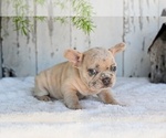 Small #5 French Bulldog