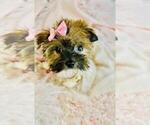 Small #6 Biewer Terrier