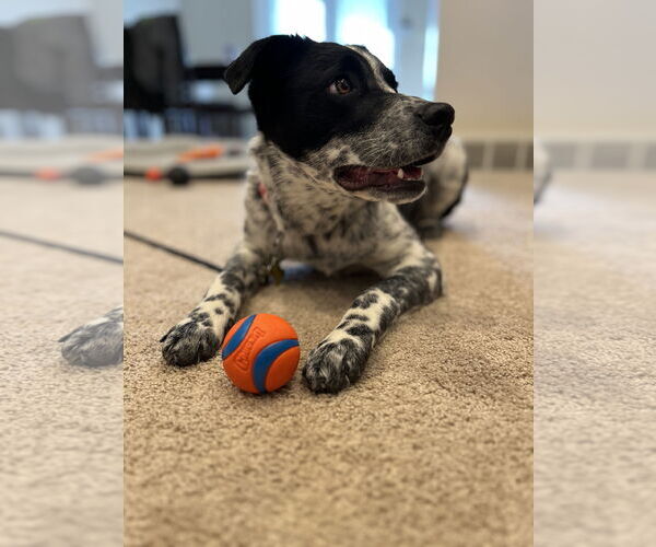 Medium Photo #5 Mutt Puppy For Sale in Sandy, UT, USA