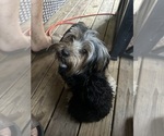 Small #6 Yorkshire Terrier