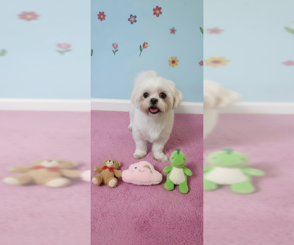 Medium Photo #3 Shih Tzu Puppy For Sale in Weston, FL, USA