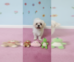 Small #2 Shih Tzu