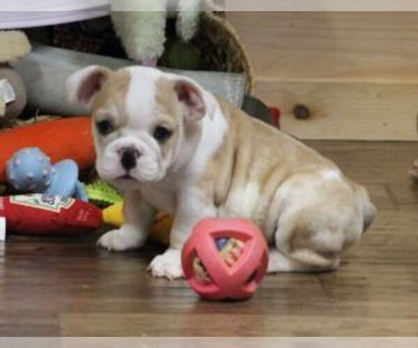 Medium Photo #1 English Bulldog Puppy For Sale in MARSHFIELD, MO, USA