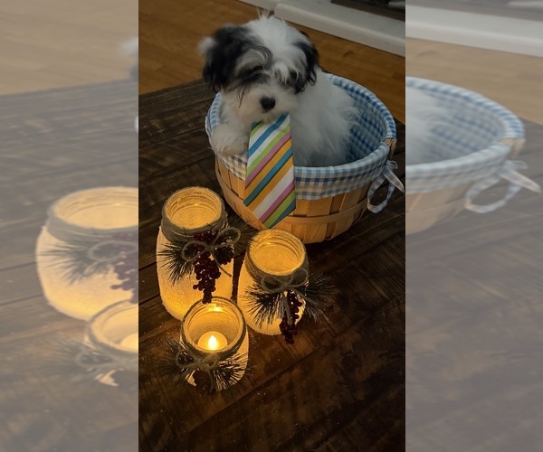 Medium Photo #39 Shih-Poo Puppy For Sale in DINWIDDIE, VA, USA