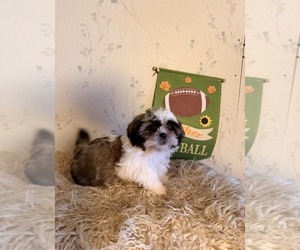 Shih Tzu Puppy for sale in IRON, MN, USA
