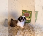 Small Shih Tzu