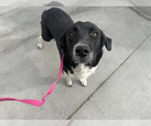 Border Collie Dogs for adoption in HESPERIA, CA, USA