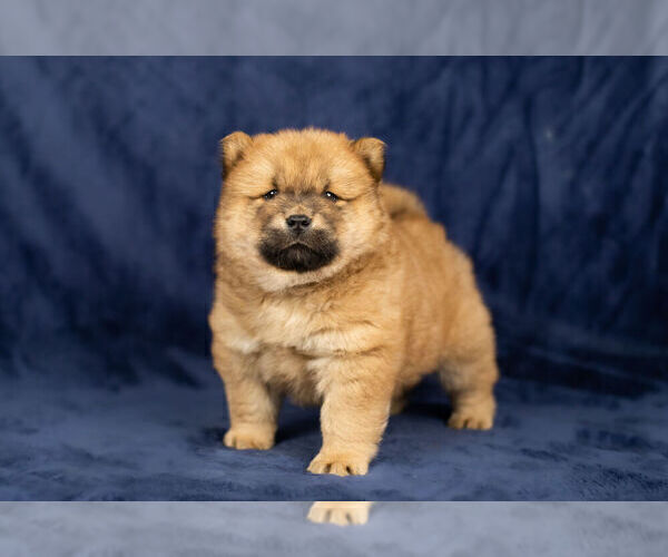 Full screen Photo #3 Chow Chow Puppy For Sale in NAPPANEE, IN, USA