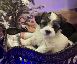 Poovanese Puppy for sale in JASPER, GA, USA