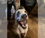 Small Great Dane