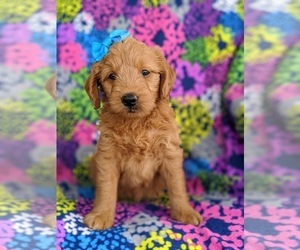 Goldendoodle Puppy for sale in OXFORD, PA, USA