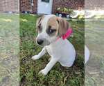 Small #2 Mutt