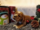 Small Photo #3 Cocker Spaniel Puppy For Sale in MCVEYTOWN, PA, USA