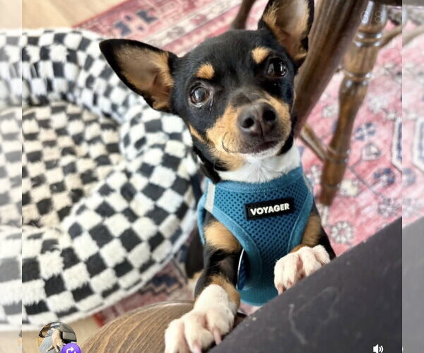 Medium Photo #4 Chihuahua-Unknown Mix Puppy For Sale in Bellevue, WA, USA