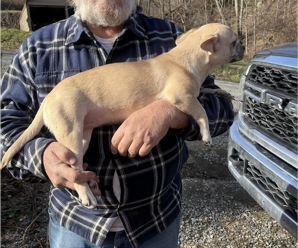 Medium Photo #50 French Bullhuahua Puppy For Sale in SPRAGGS, PA, USA