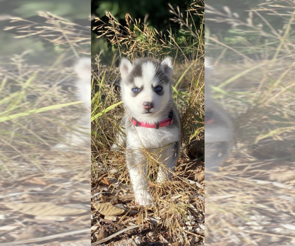 Medium Photo #1 Siberian Husky Puppy For Sale in LYNNWOOD, WA, USA