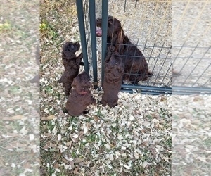 Boykin Spaniel Puppy for sale in BAXLEY, GA, USA